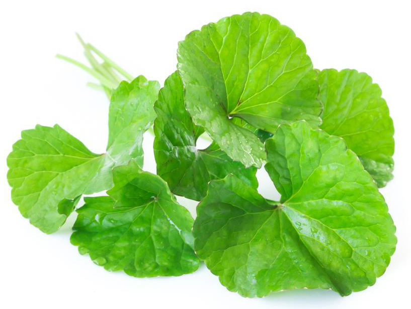 Gotu Kola